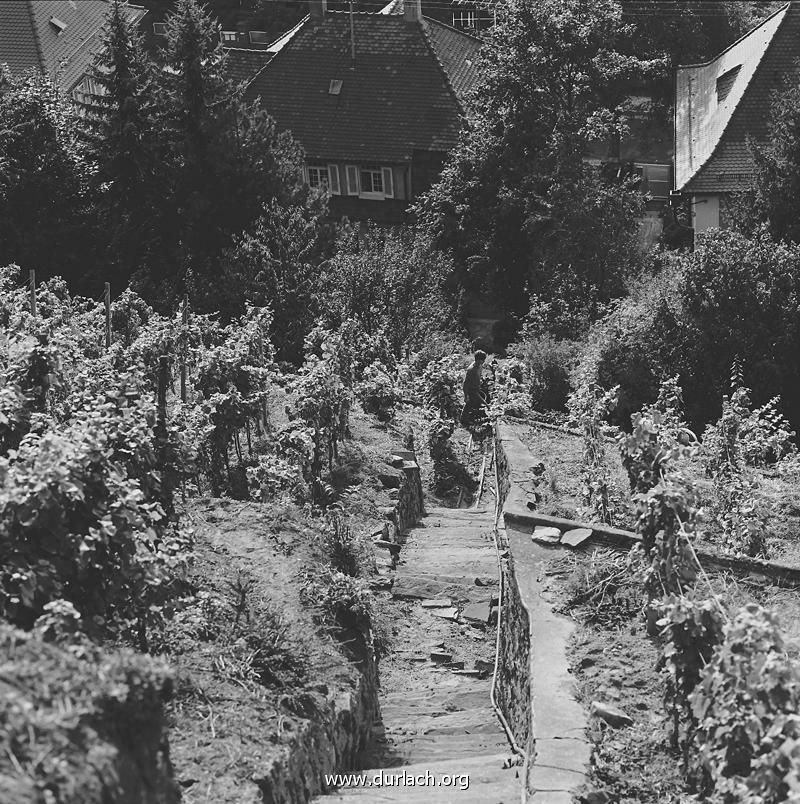 ca. 1980 - in den Weingrten