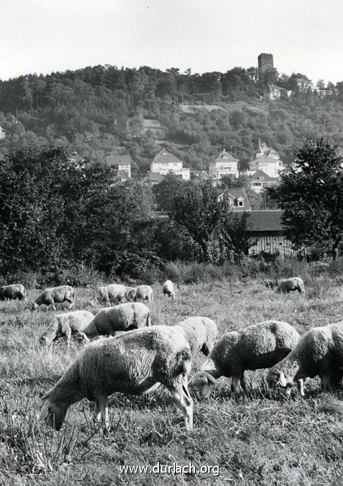Durlacher Schafe