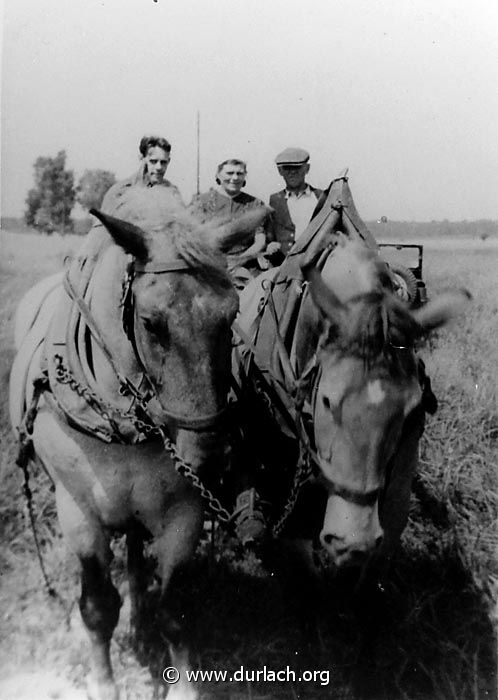 Aue Pferdegespann 1946