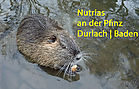 Nutrias an der Pfinz | Durlach - Baden
